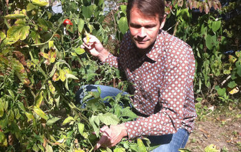 Man in vegetable garden.